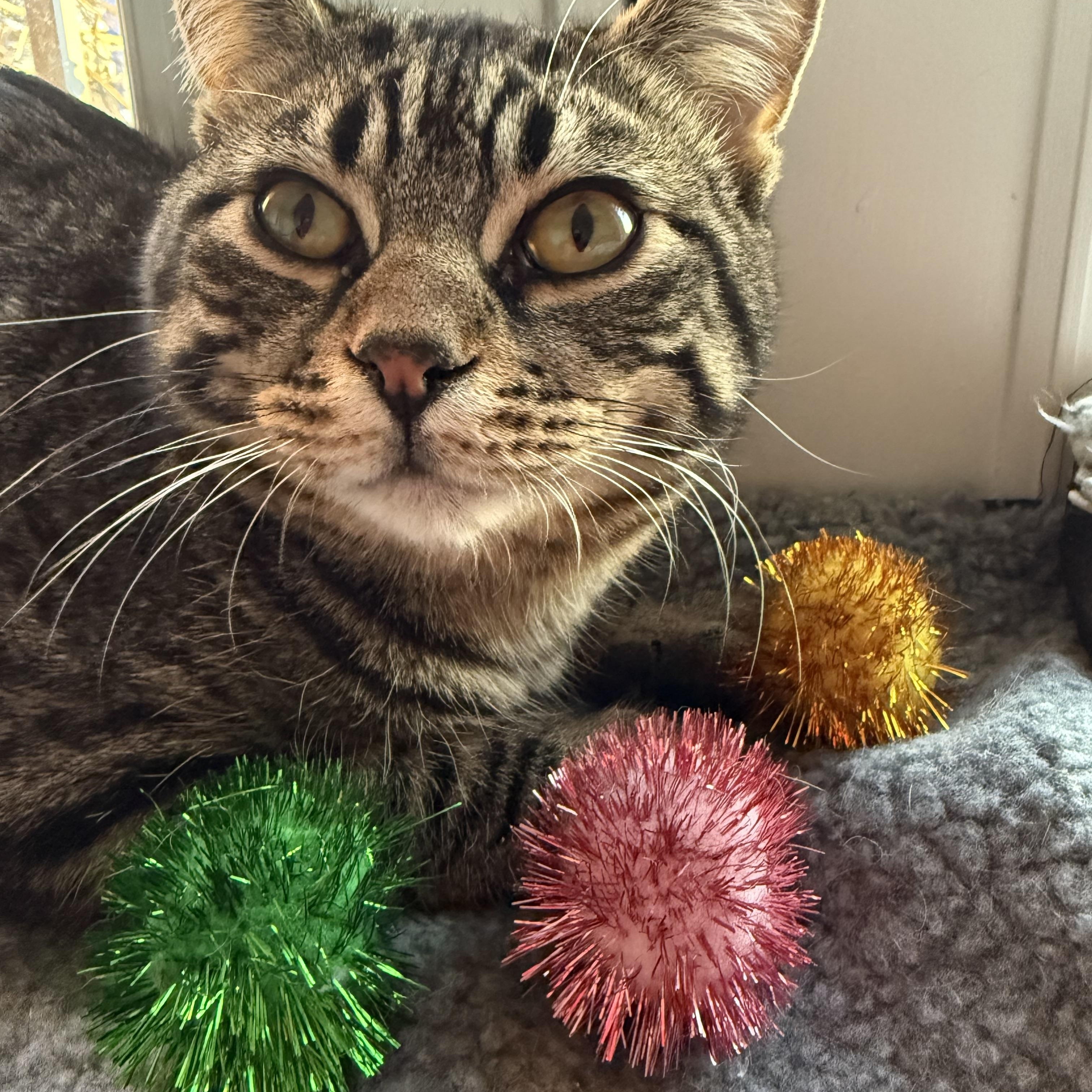 Clover *MUST BE ADOPTED WITH THUMPER*