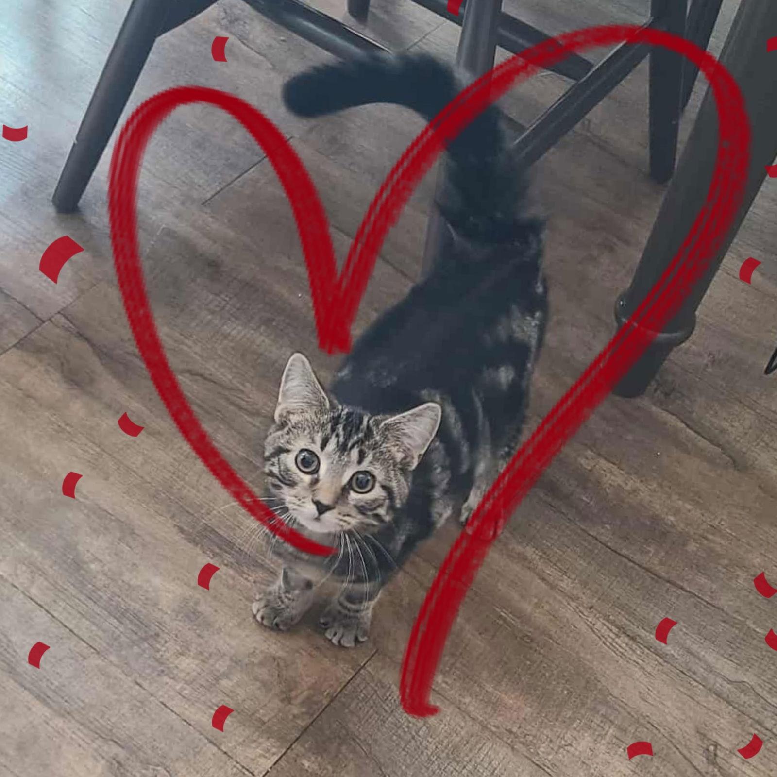 Laverne&Shirley Litter - SQUIGGY, Adoptable, Kitten Male Domestic Short Hair.