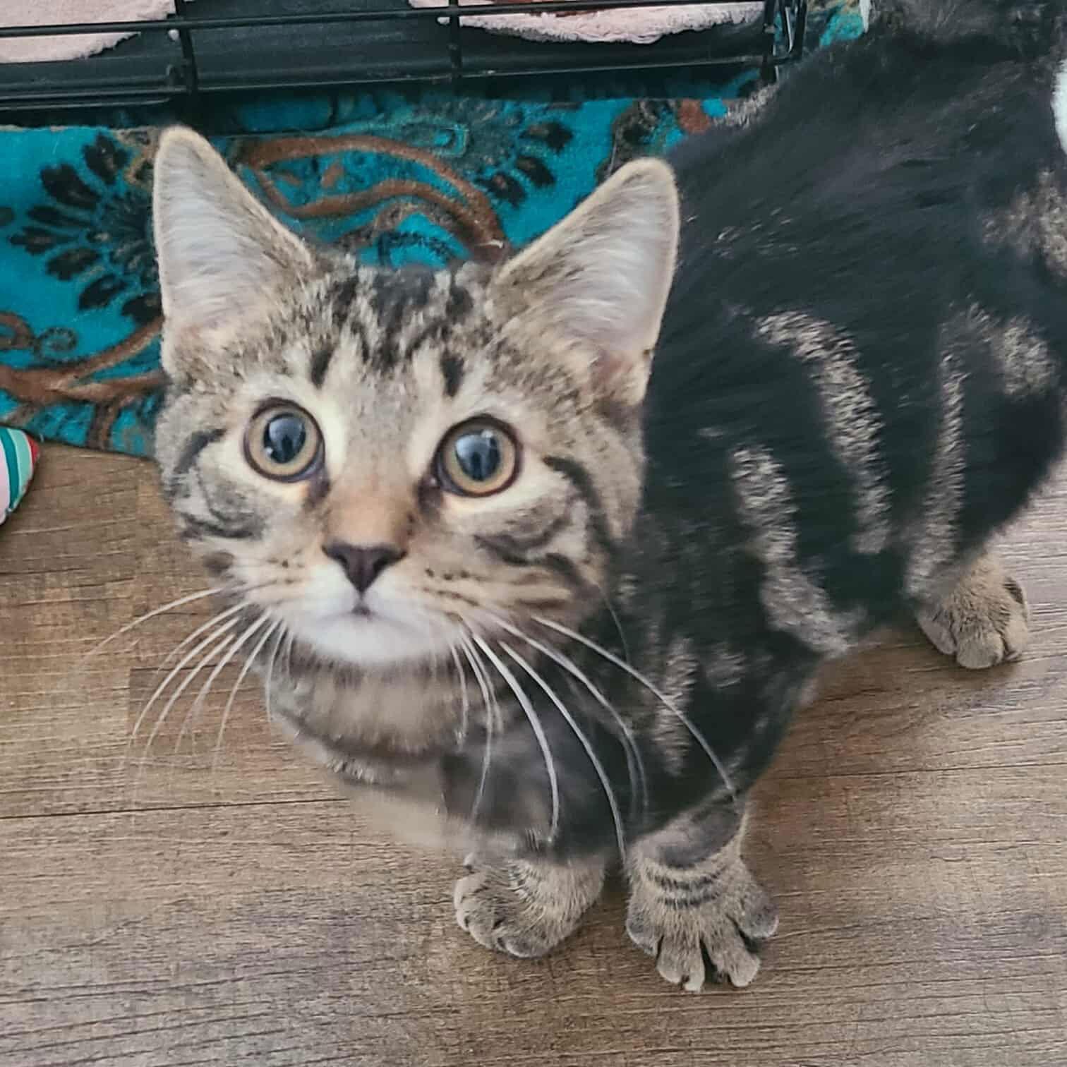 Laverne&Shirley Litter - SQUIGGY, a Adoptable Domestic Short Hair in Akron, OH image 3/3