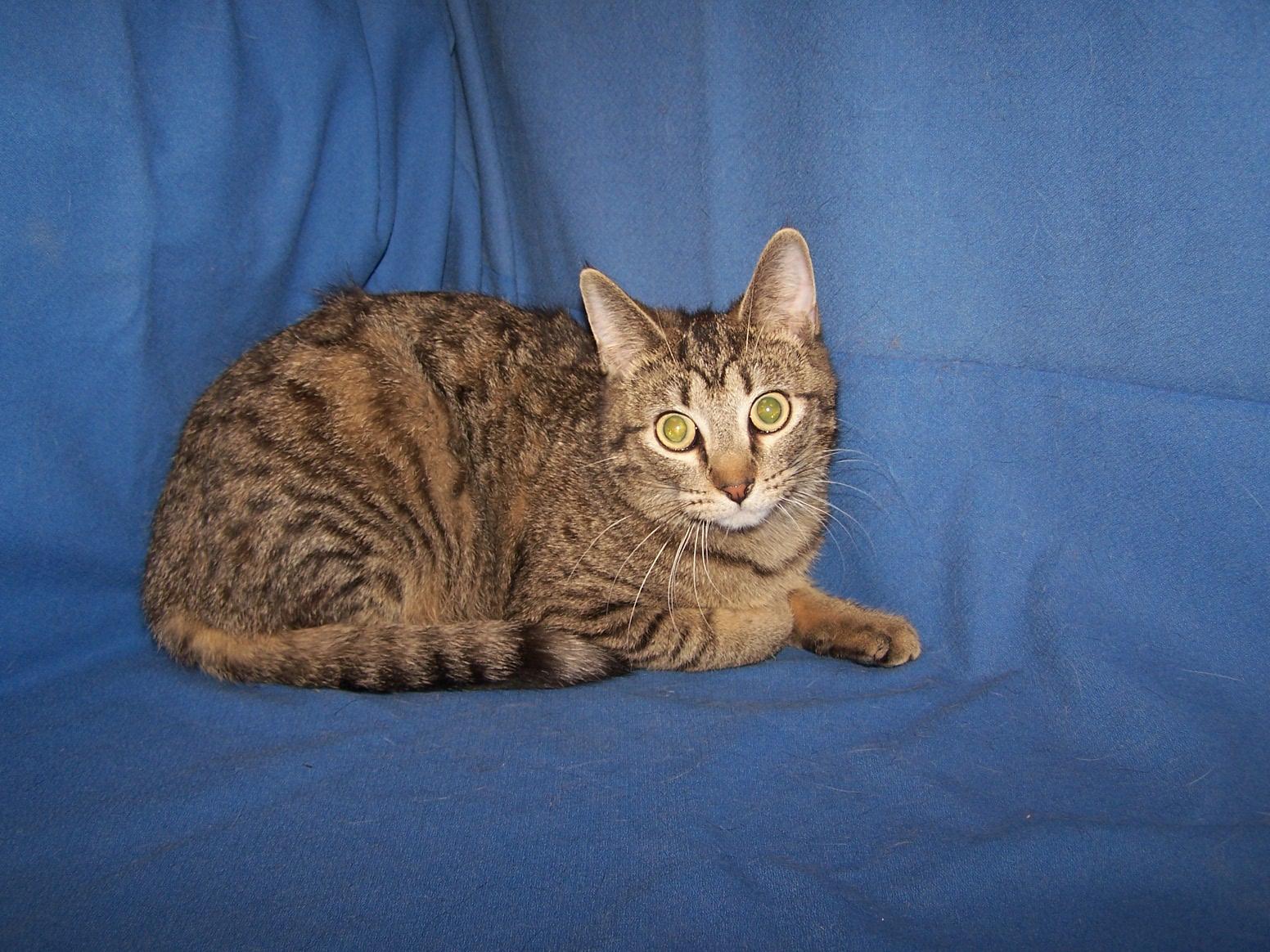 Gillian, ADOPTABLE, Young Female Domestic Short Hair.