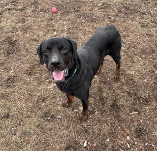 Enlarge Duke, a ADOPTABLE Rottweiler in Davison, MI image 2/5