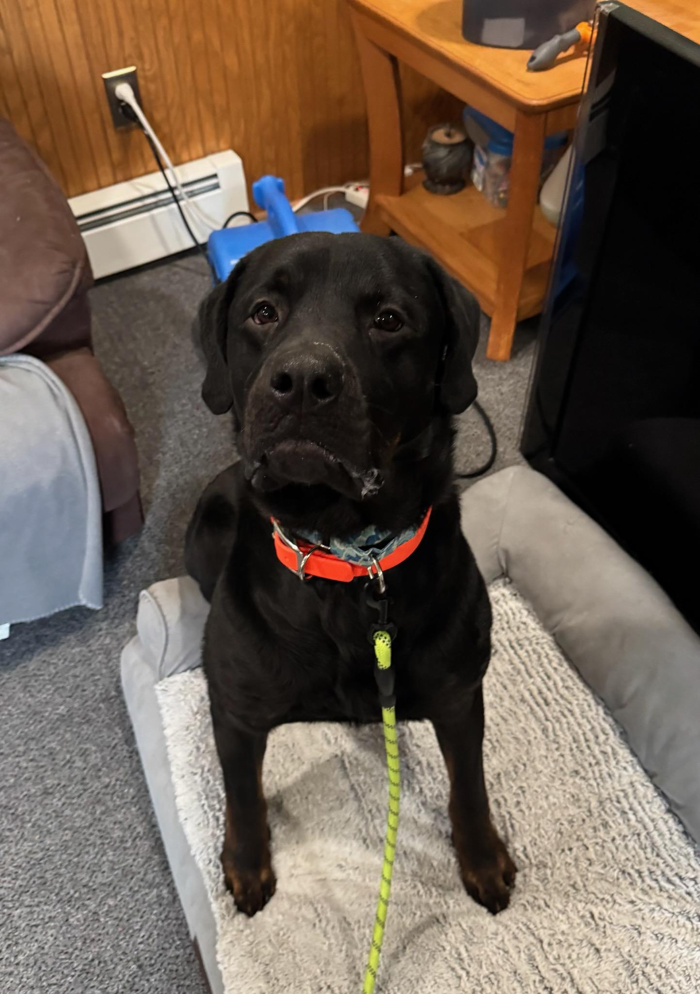 Enlarge Duke, a ADOPTABLE Rottweiler in Davison, MI image 4/5