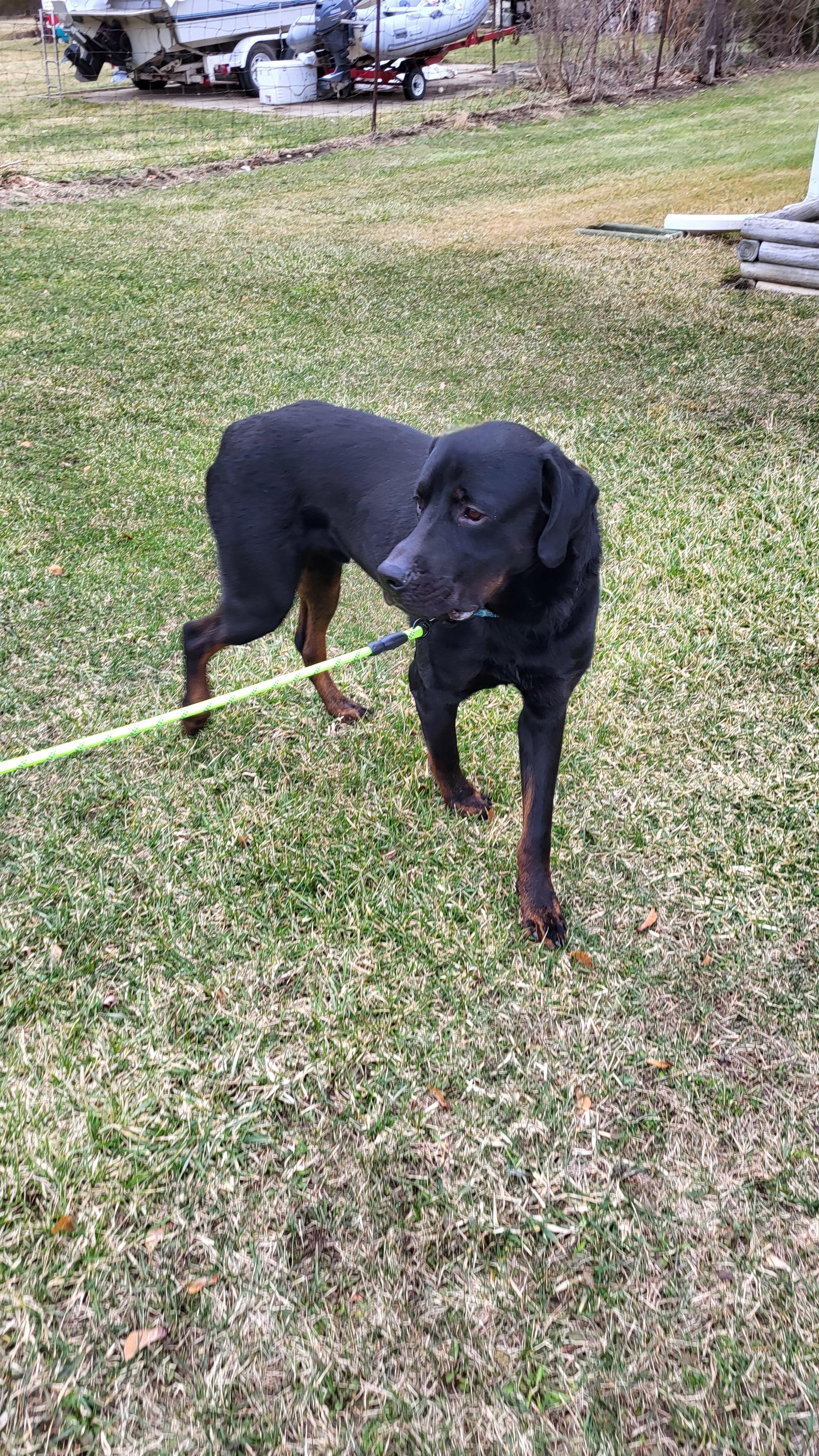 Enlarge Duke, a ADOPTABLE Rottweiler in Davison, MI image 5/5