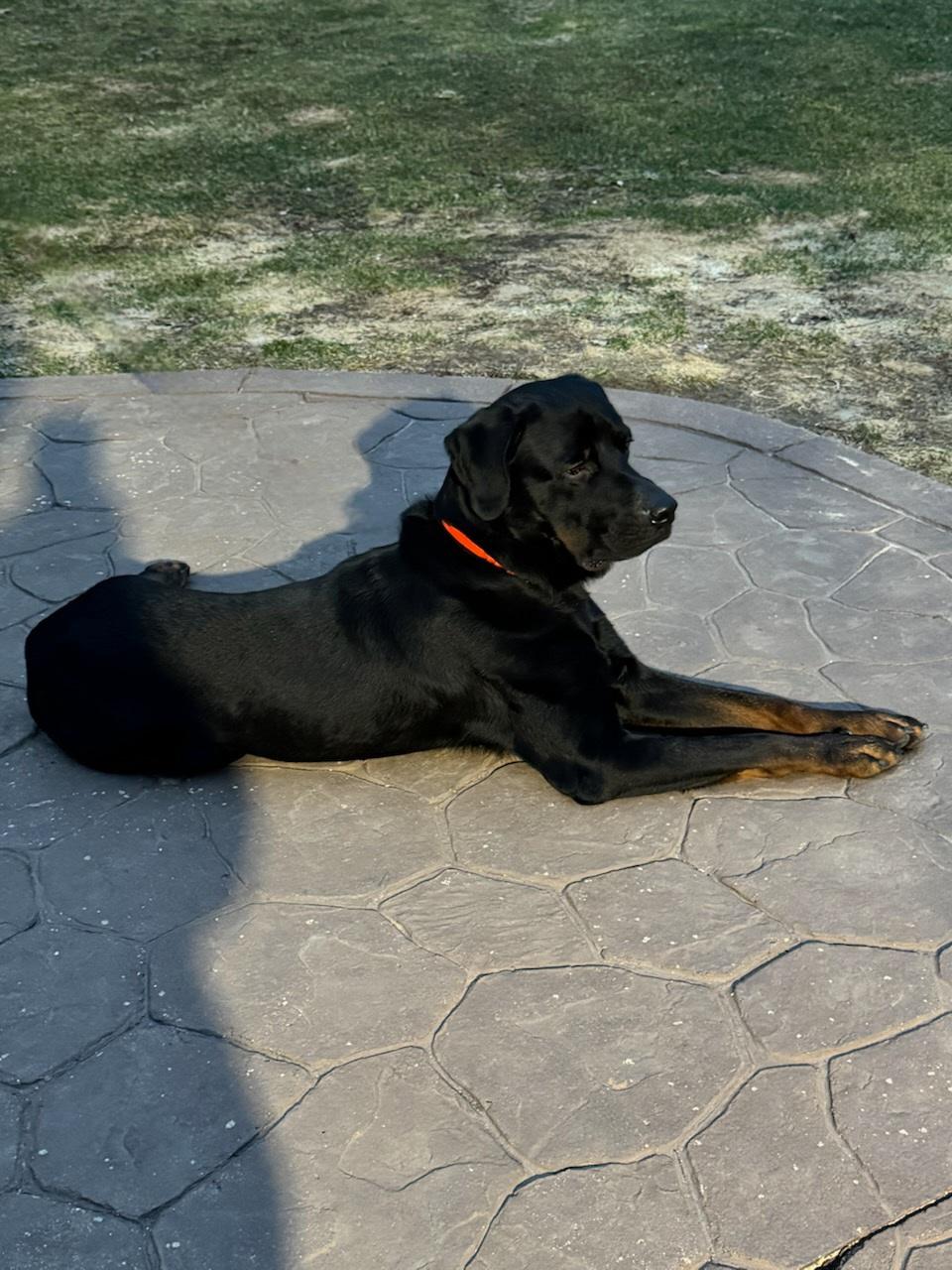 Enlarge Duke, a ADOPTABLE Rottweiler in Davison, MI image 3/5