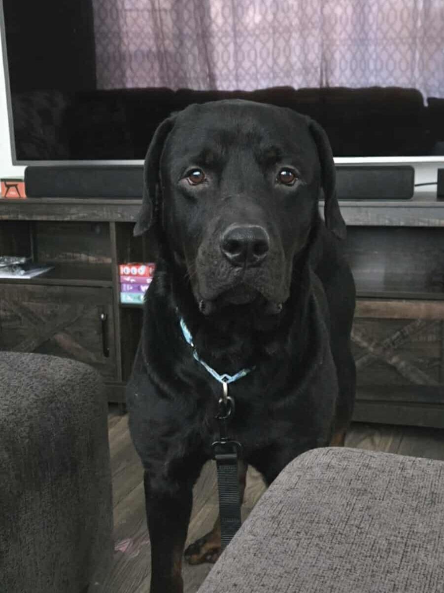 Duke, ADOPTABLE, Adult Male Rottweiler.