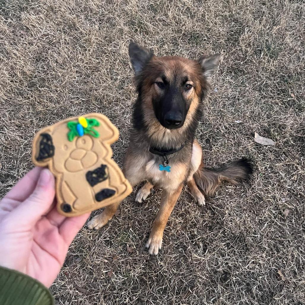 Enlarge Eco, a Adoptable German Shepherd Dog in Van Horne, IA image 1/6