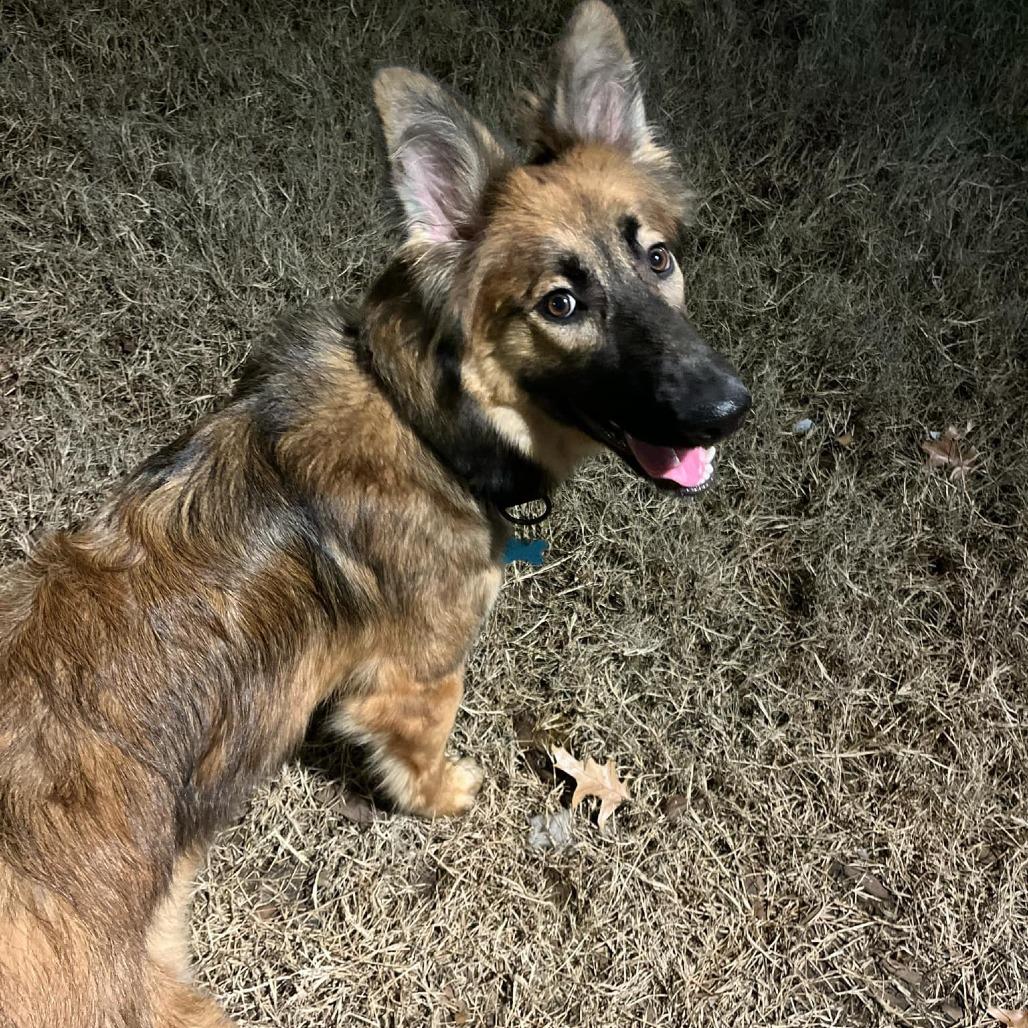 Enlarge Eco, a Adoptable German Shepherd Dog in Van Horne, IA image 2/6