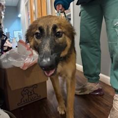 Enlarge Eco, a Adoptable German Shepherd Dog in Van Horne, IA image 4/6