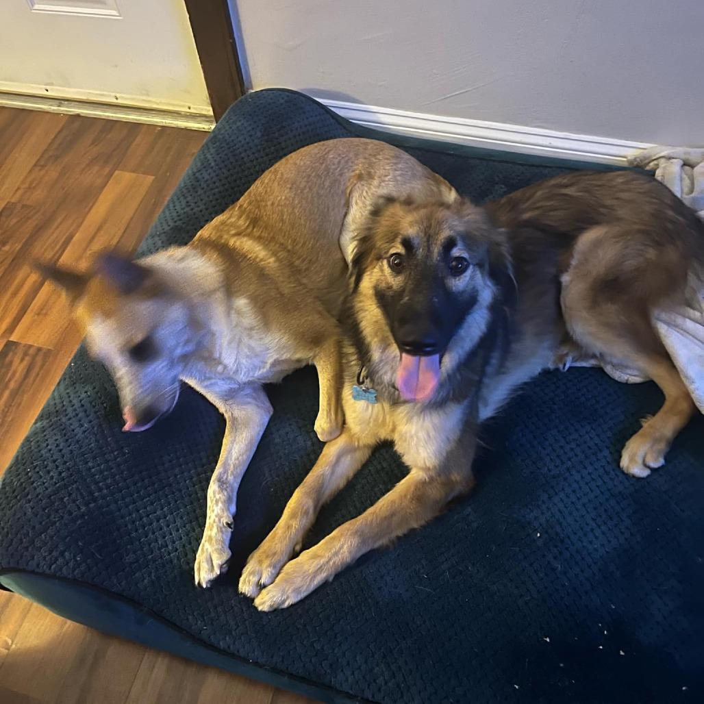 Enlarge Eco, a Adoptable German Shepherd Dog in Van Horne, IA image 5/6