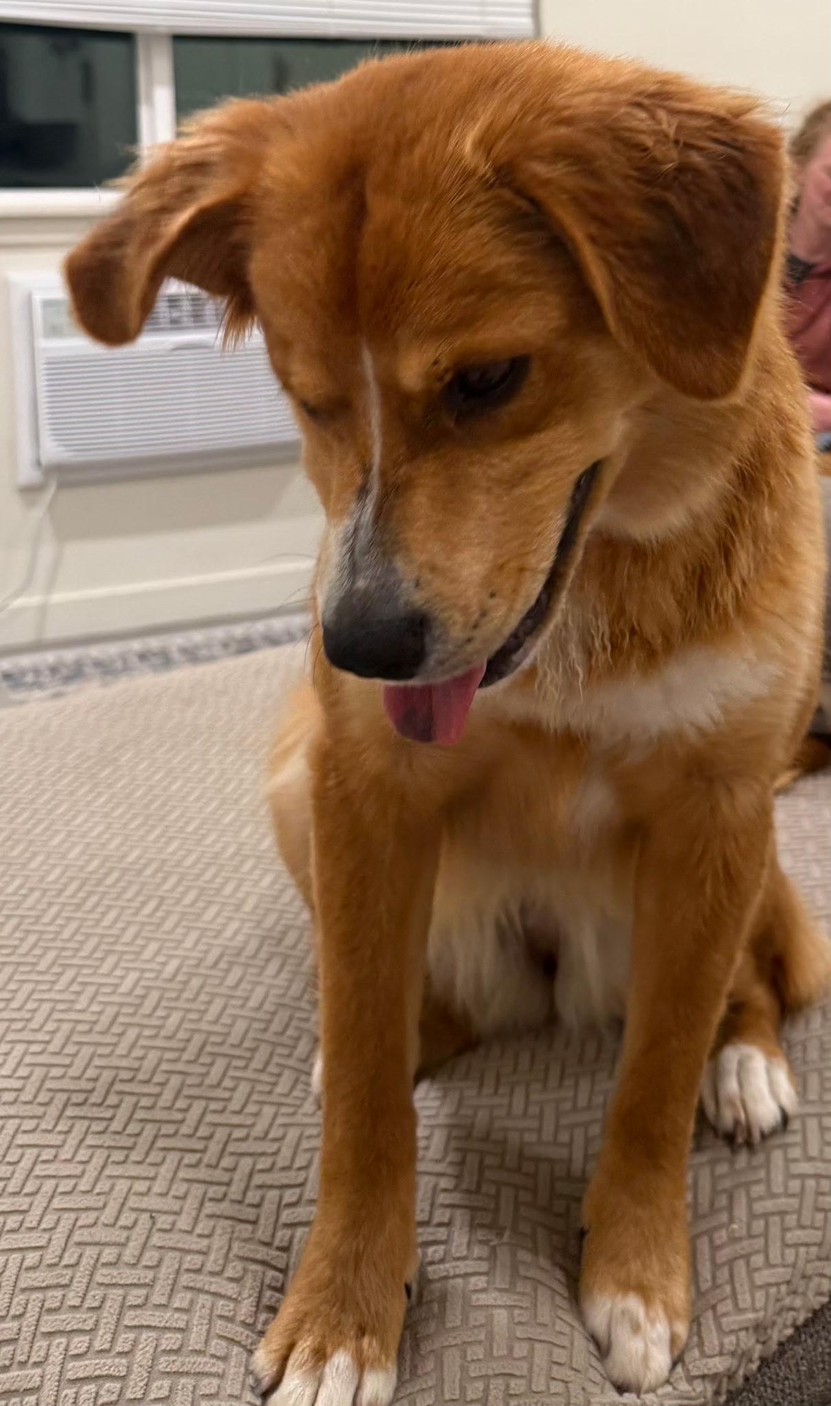 F-Sunset, an adoptable Golden Retriever, Cattle Dog in Billings, MT, 59101 | Photo Image 1