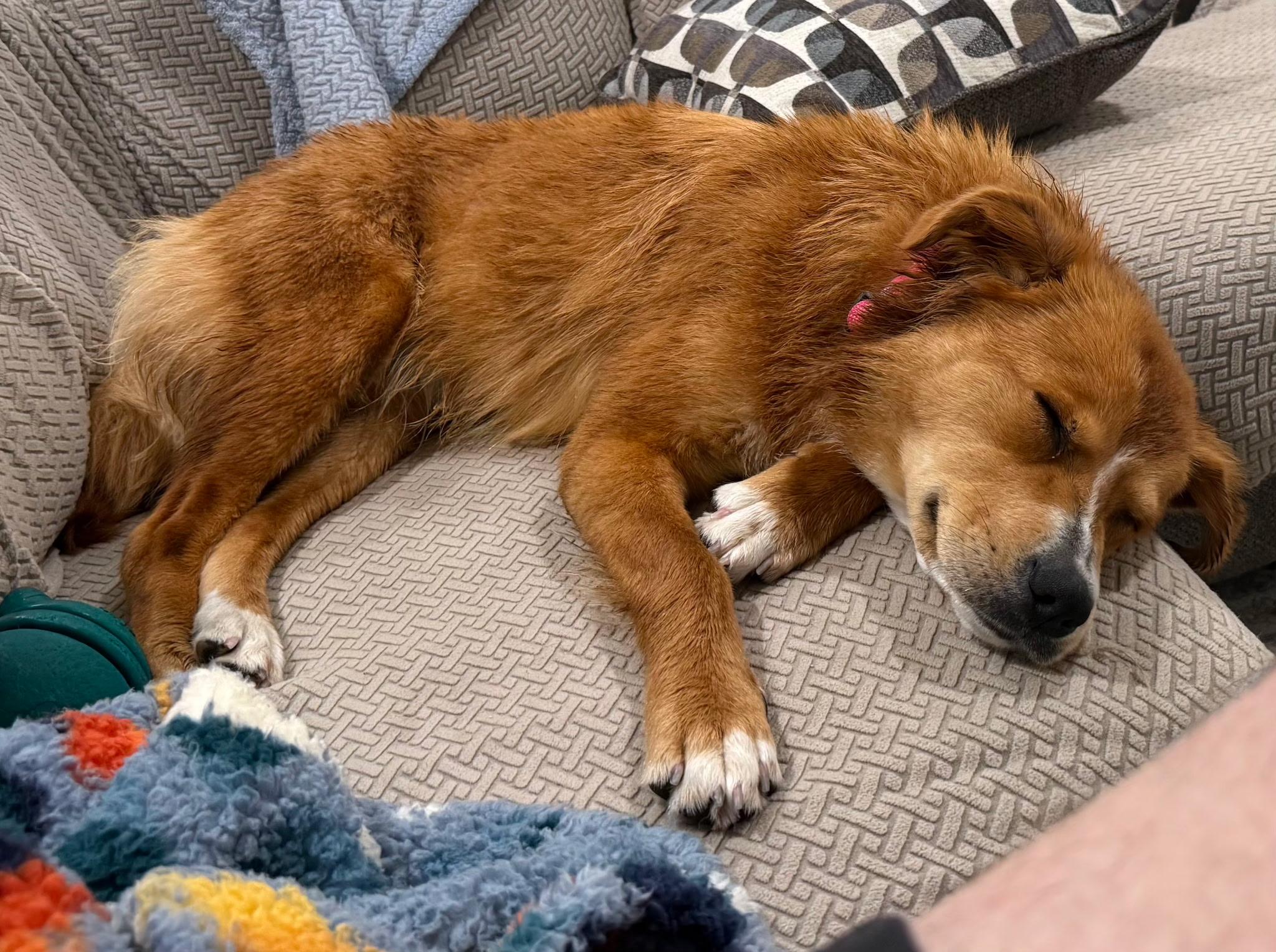 F-Sunset, an adoptable Golden Retriever, Cattle Dog in Billings, MT, 59101 | Photo Image 2