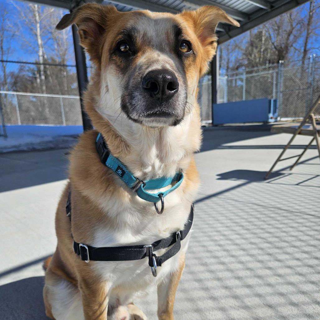 Enlarge Teddy, a Adoptable mixed breed in Dover, NH image 1/6
