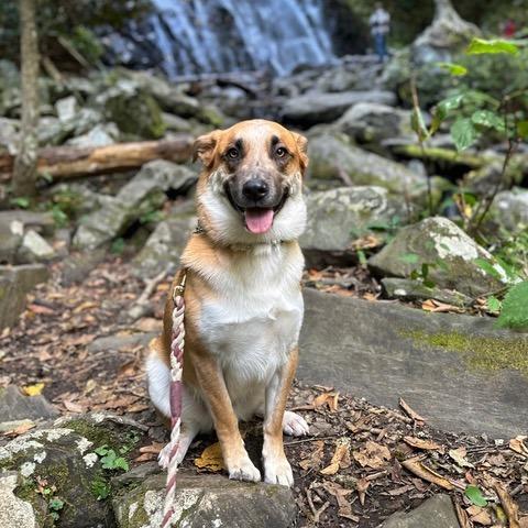 Teddy, Adoptable, Senior Male Mixed Breed.