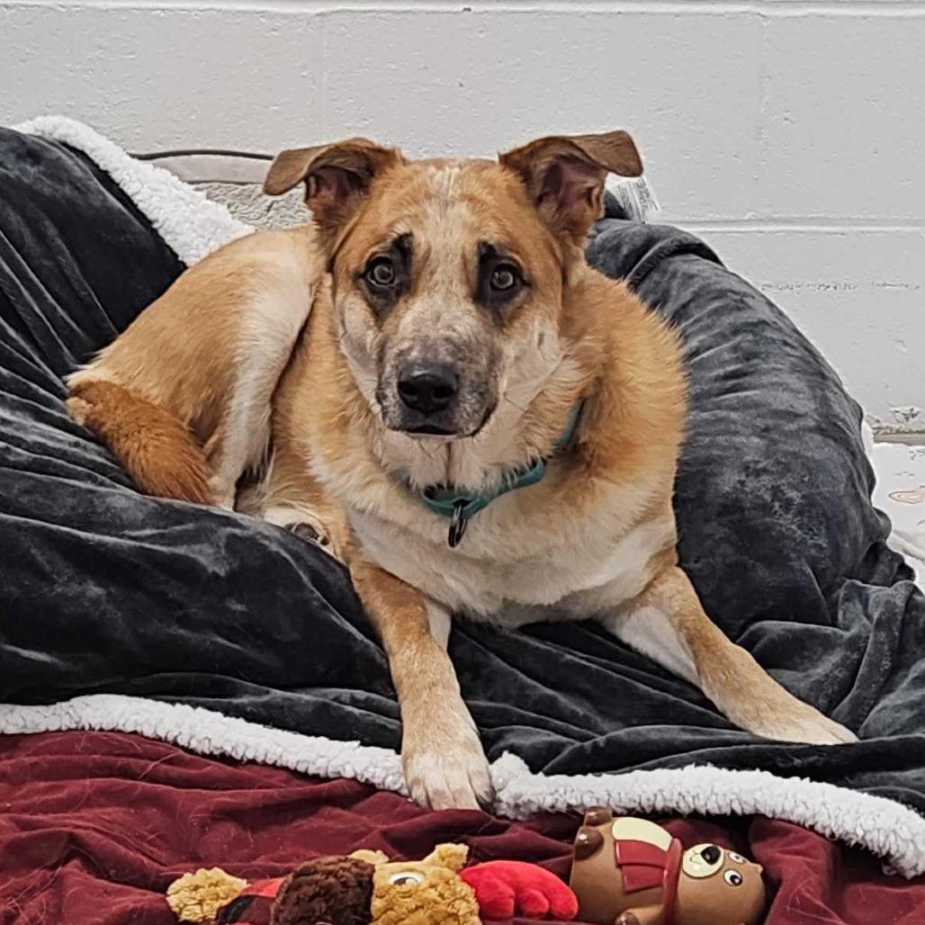 Enlarge Teddy, a Adoptable Mixed Breed in Dover, NH image 2/3