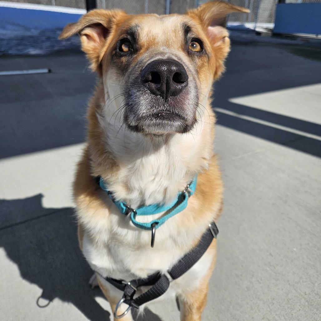 Enlarge Teddy, a Adoptable mixed breed in Dover, NH image 3/6