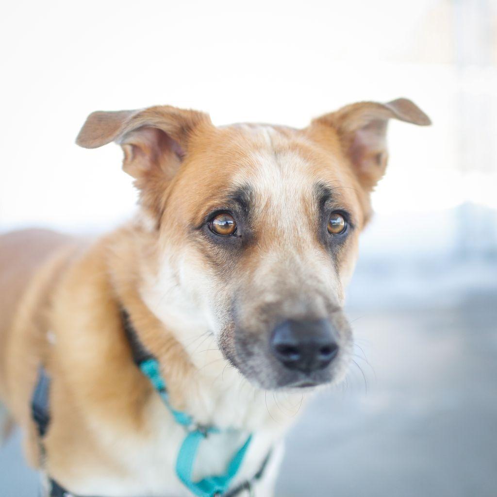 Enlarge Teddy, a Adoptable mixed breed in Dover, NH image 4/6