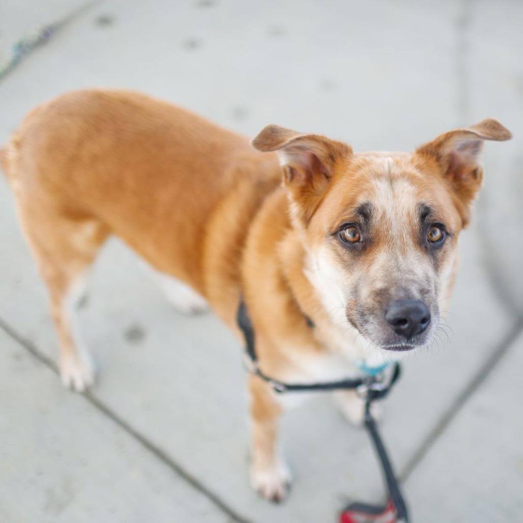 Enlarge Teddy, a Adoptable mixed breed in Dover, NH image 5/6