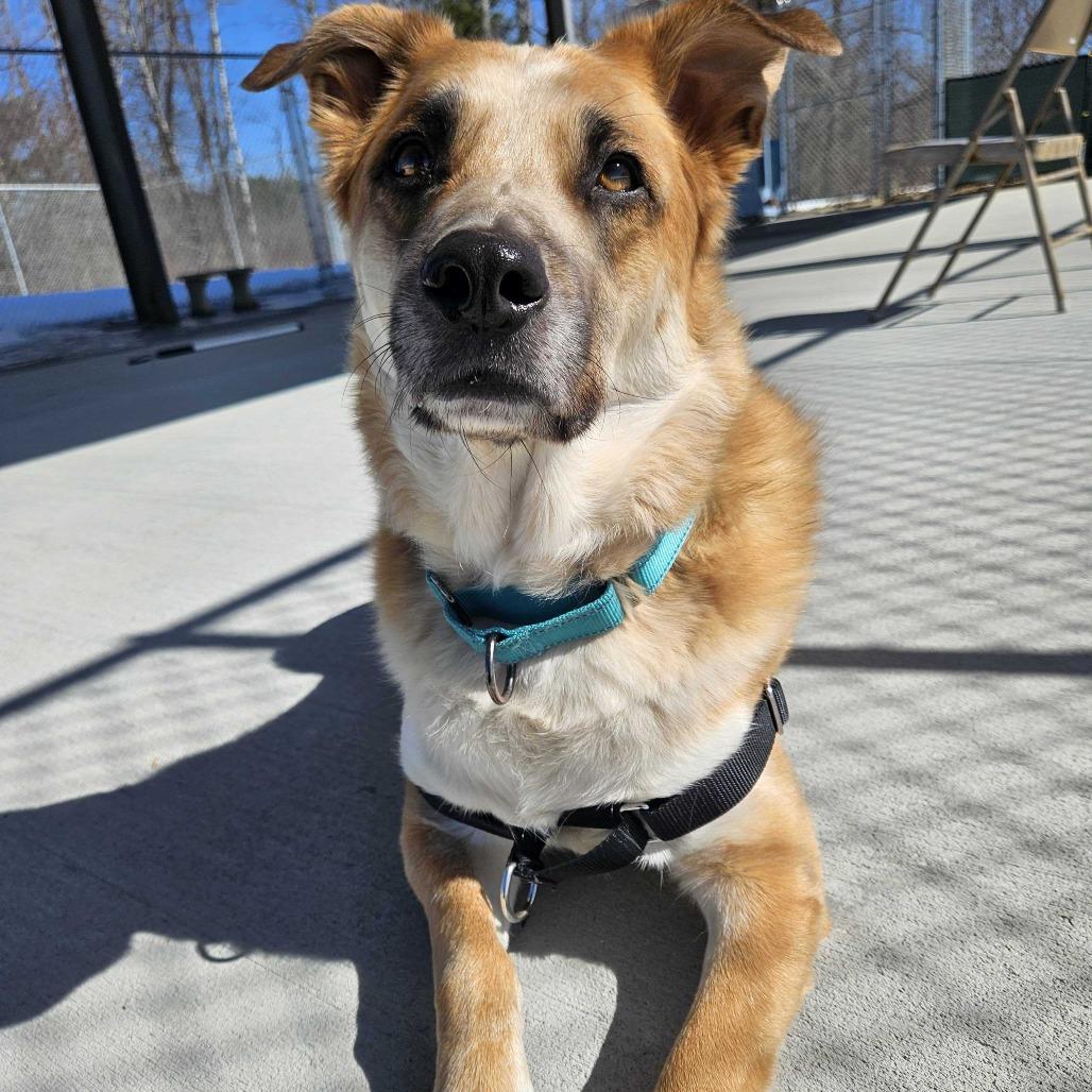 Enlarge Teddy, a Adoptable mixed breed in Dover, NH image 6/6