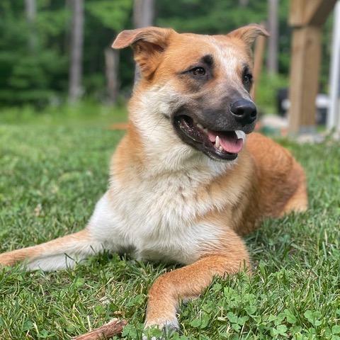 Enlarge Teddy, a Adoptable Mixed Breed in Dover, NH image 3/3
