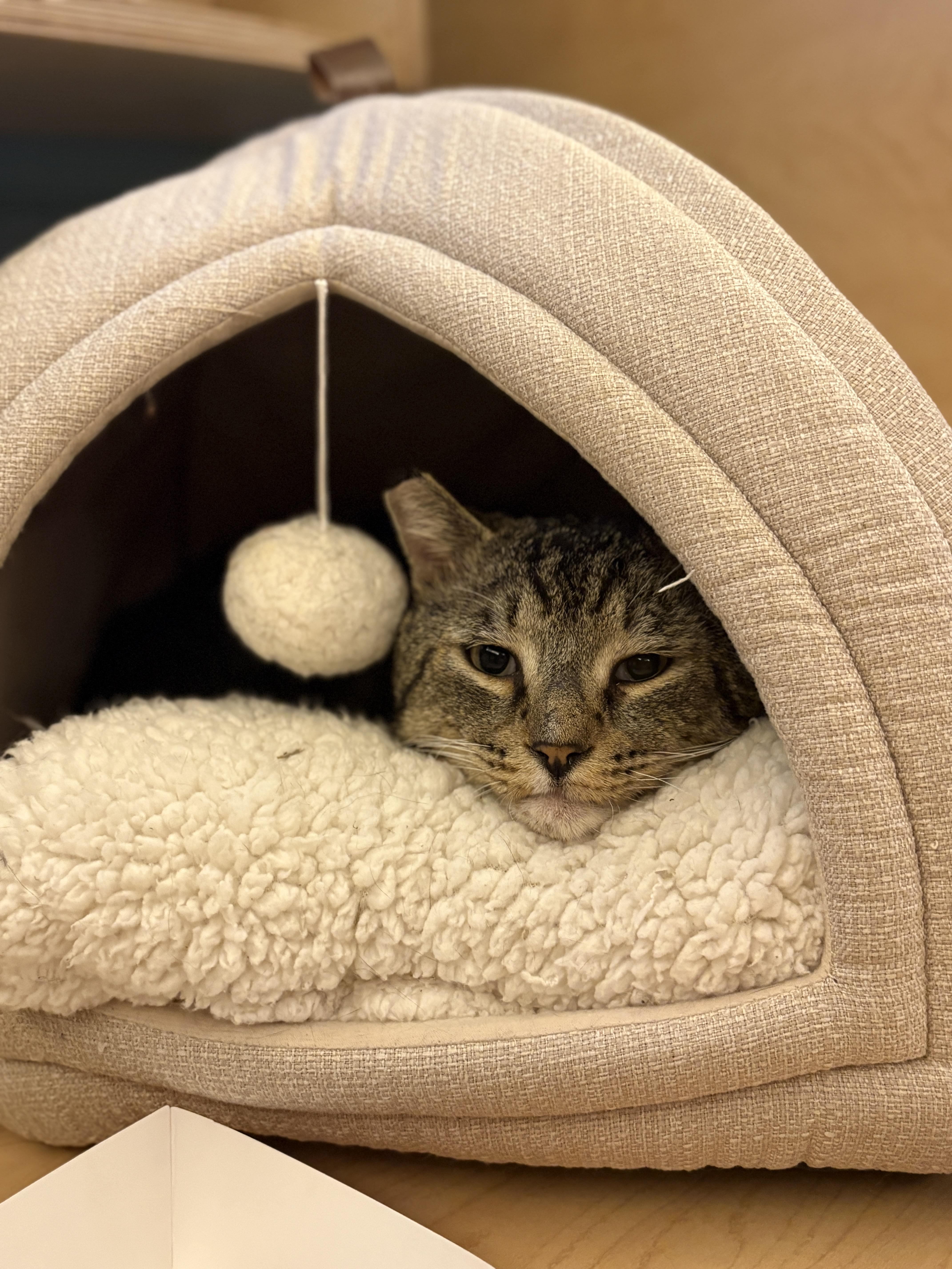Enlarge Randy, a ADOPTABLE Domestic Short Hair in Pacific Palisades, CA image 1/1