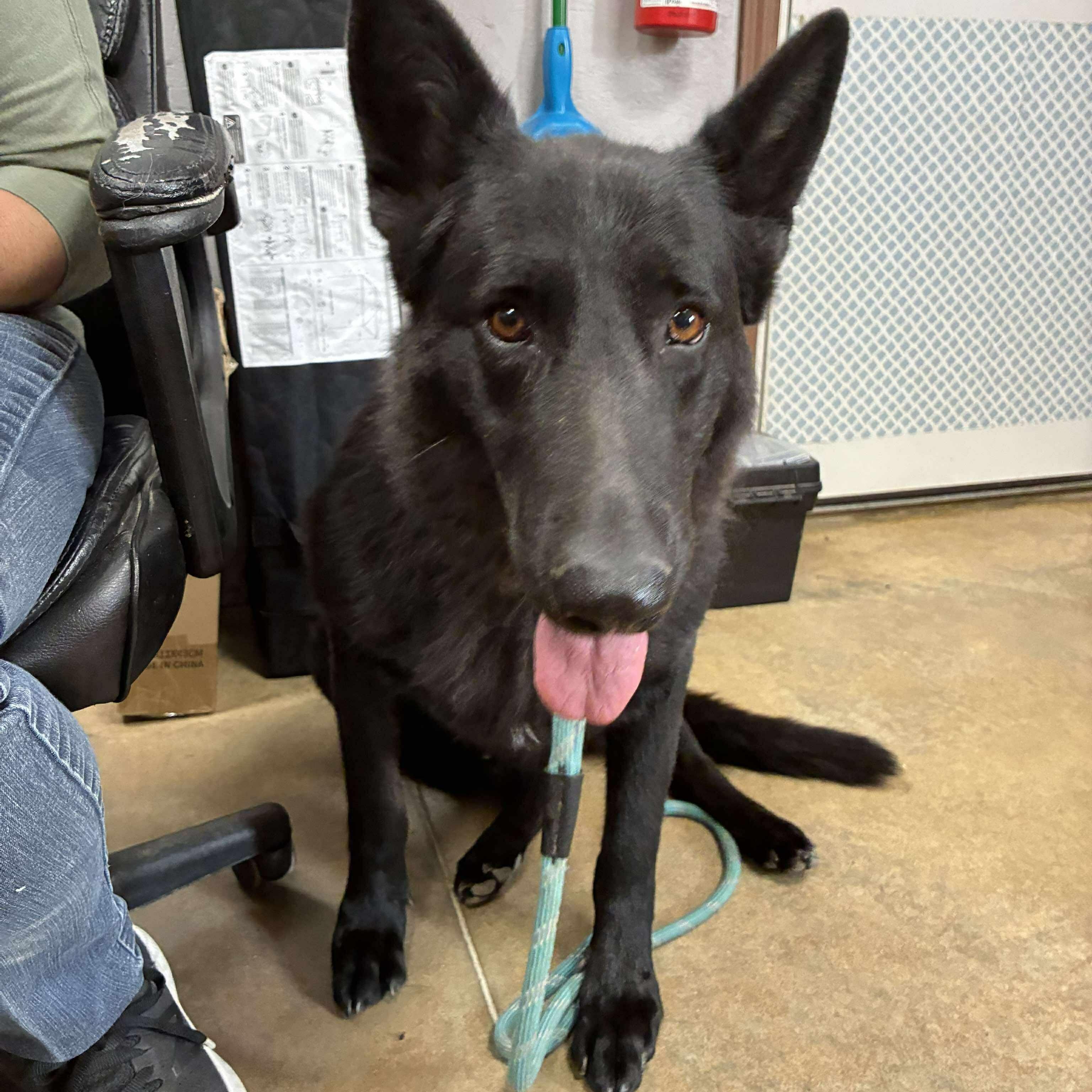 Enlarge Jade, an adopted German Shepherd Dog in Petersburg, IL image 3/5