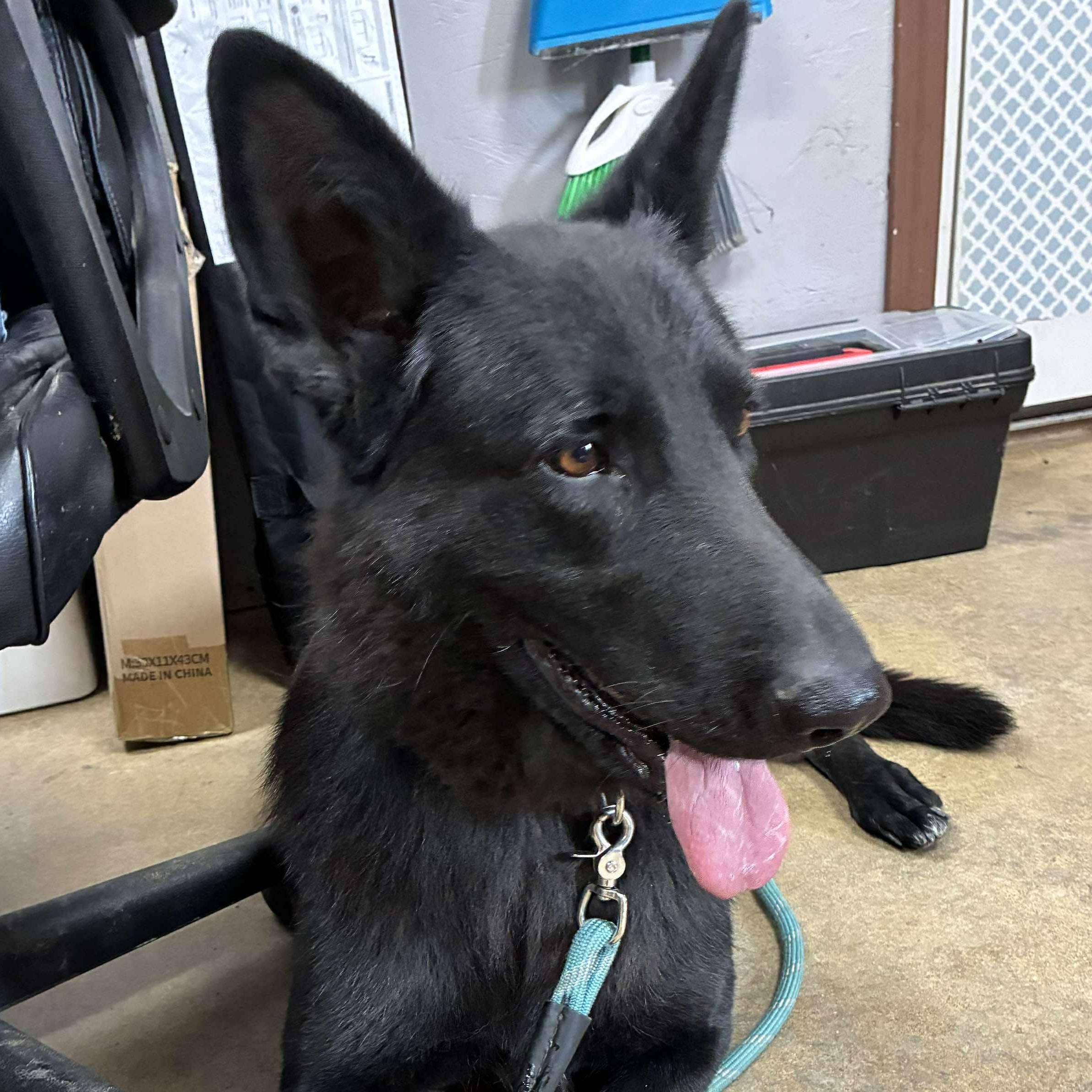 Enlarge Jade, an adopted German Shepherd Dog in Petersburg, IL image 1/5