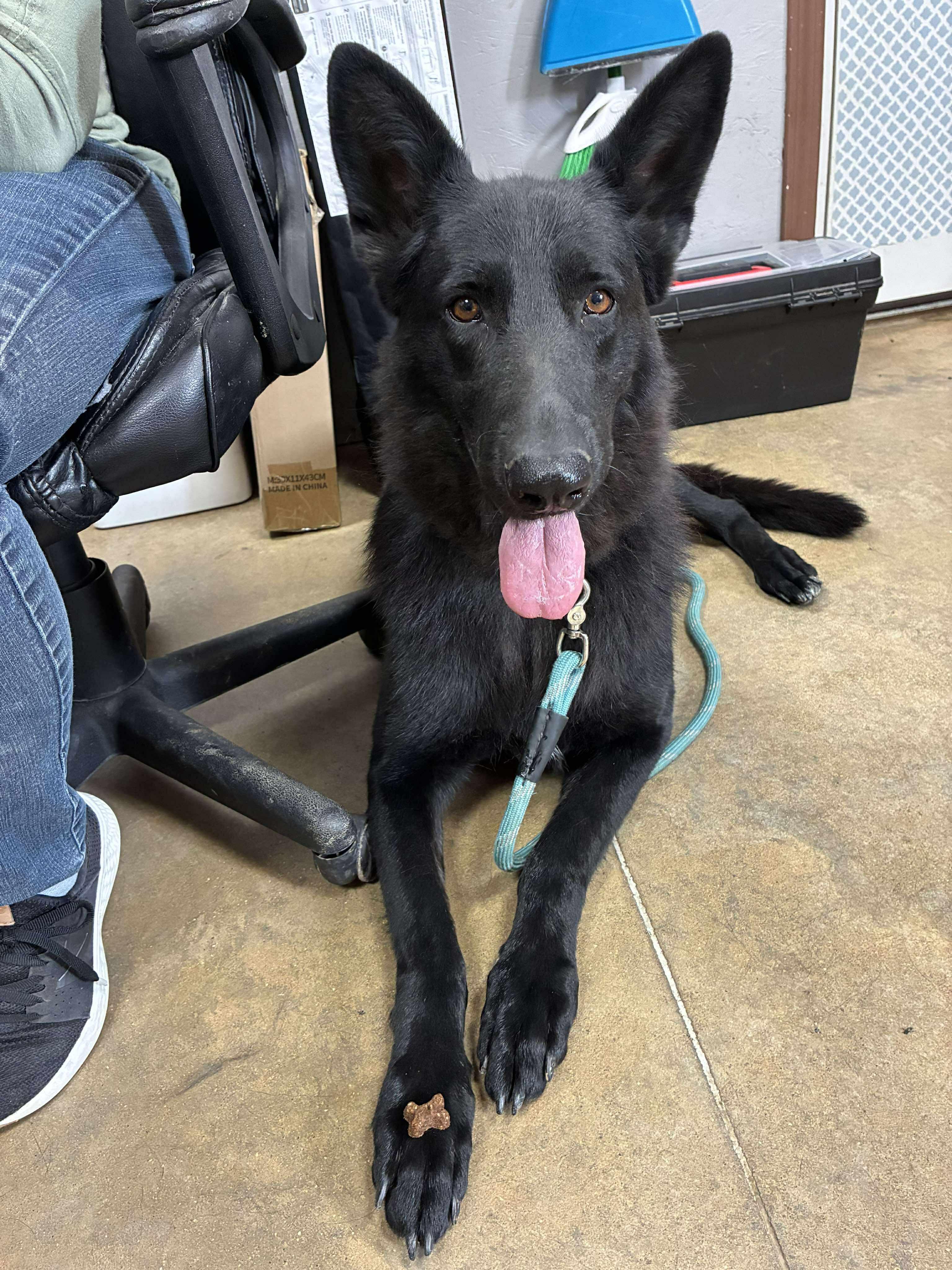 Enlarge Jade, an adopted German Shepherd Dog in Petersburg, IL image 2/5