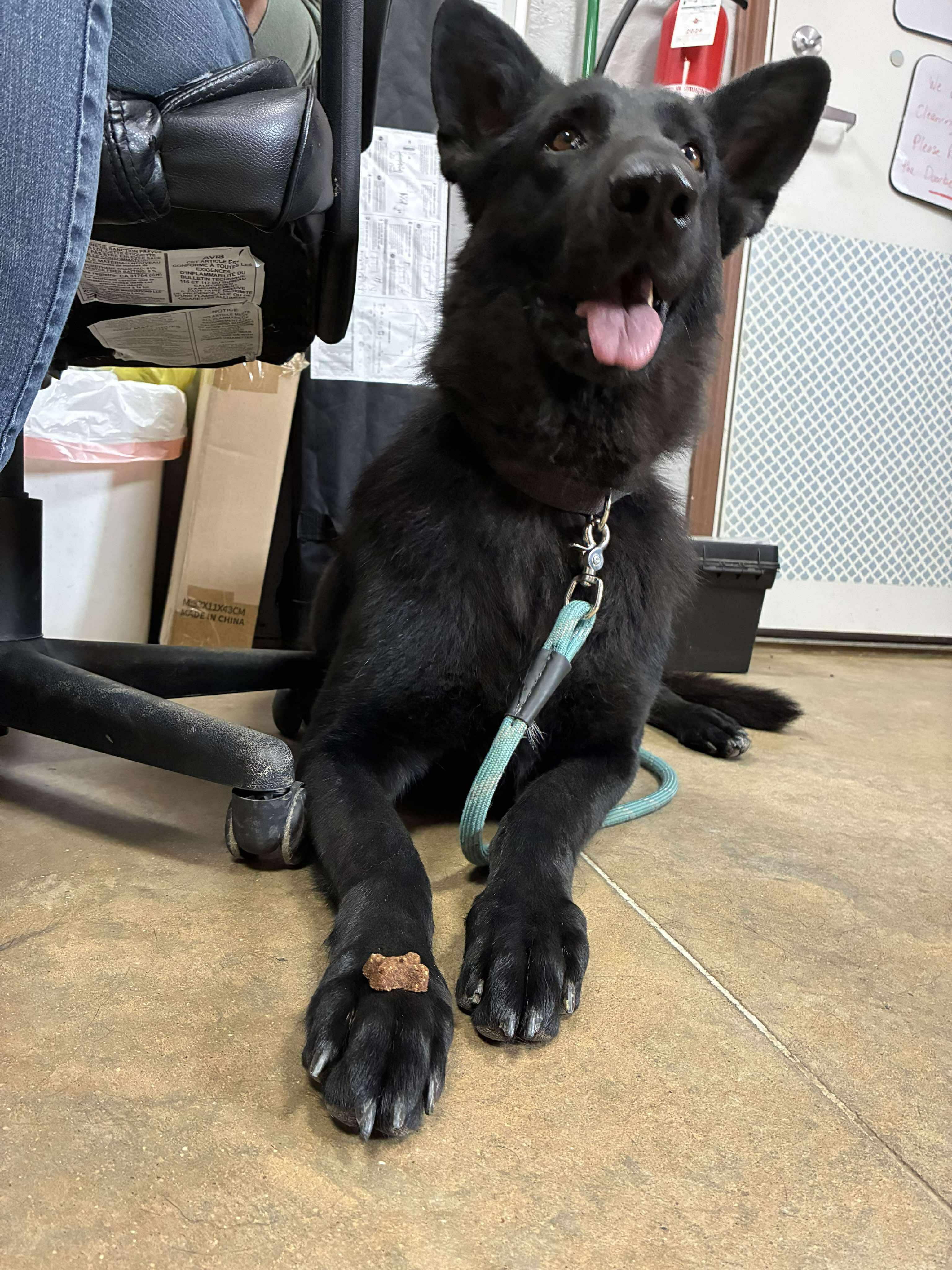 Enlarge Jade, an adopted German Shepherd Dog in Petersburg, IL image 5/5