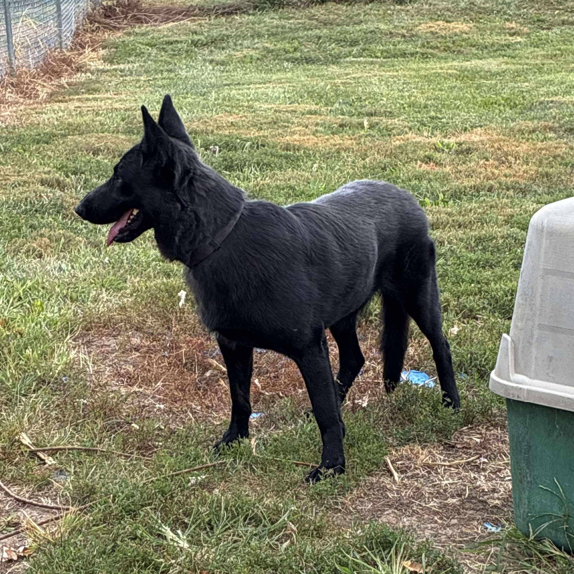 Enlarge Jade, an adopted German Shepherd Dog in Petersburg, IL image 4/5
