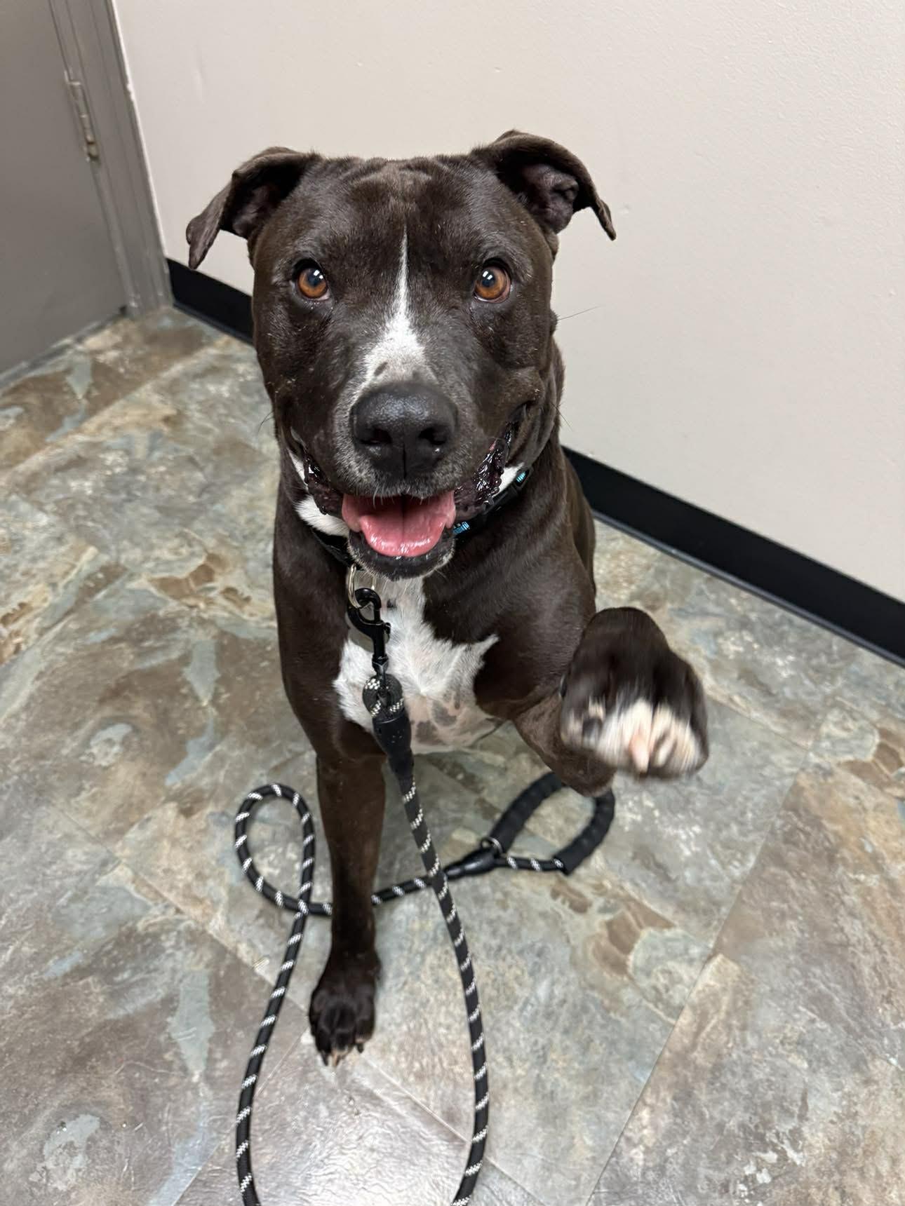 Enlarge Nikko, a Adoptable mixed breed in Virginia Beach, VA image 3/6