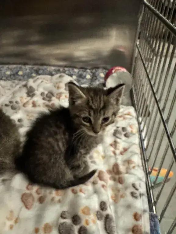 Enlarge Chevy, a Adopted Domestic Short Hair in Grand Rapids, MI image 1/4