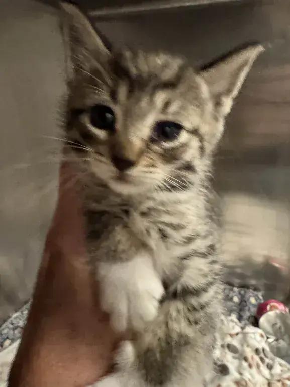 Enlarge Chevy, a Adopted Domestic Short Hair in Grand Rapids, MI image 2/4