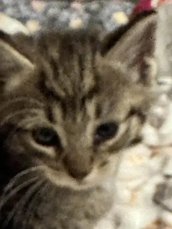 Enlarge Chevy, a Adopted Domestic Short Hair in Grand Rapids, MI image 3/4