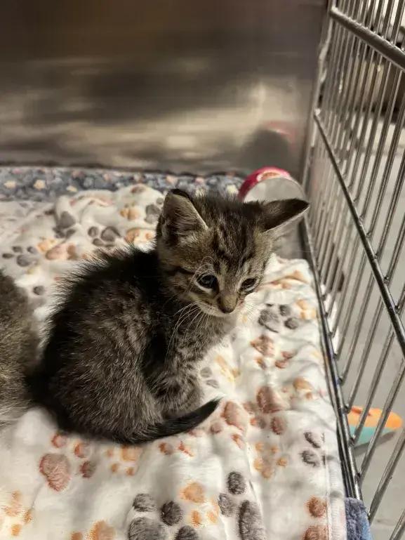 Enlarge Chevy, a Adopted Domestic Short Hair in Grand Rapids, MI image 4/4