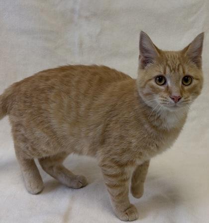 Enlarge Oscar, a Adopted mixed breed in Buffalo, MN image 1/1