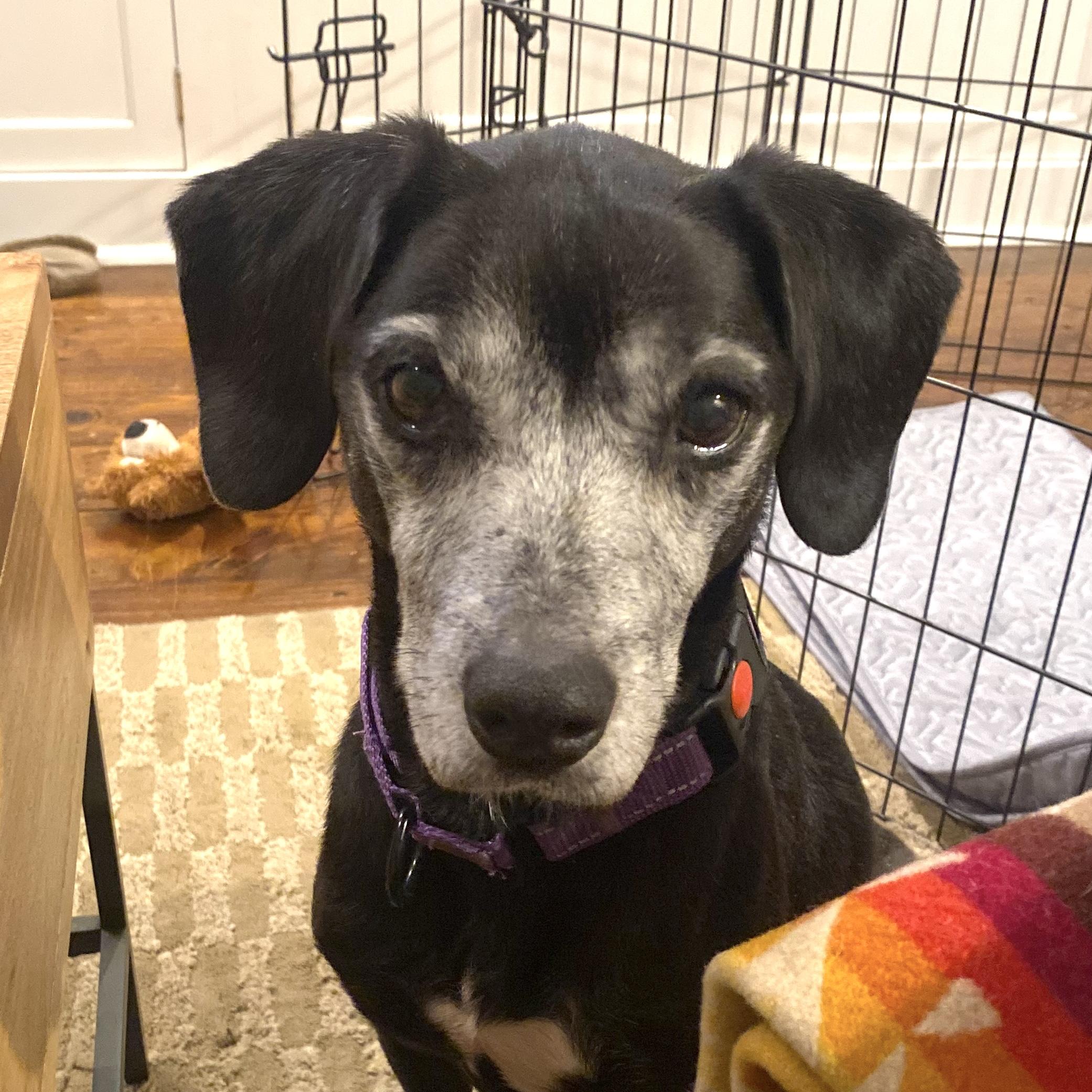 Sophia, a ADOPTABLE mixed breed in Brooklyn, NY image 1/6