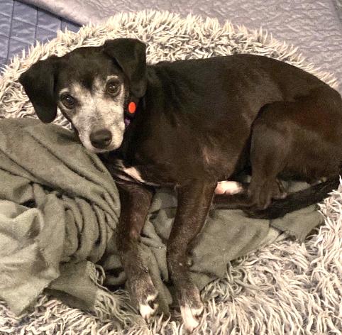 Sophia, a ADOPTABLE mixed breed in Brooklyn, NY image 4/6