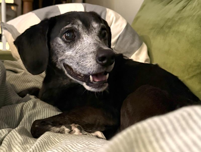 Sophia, ADOPTABLE, Senior Female Chiweenie & Beagle.