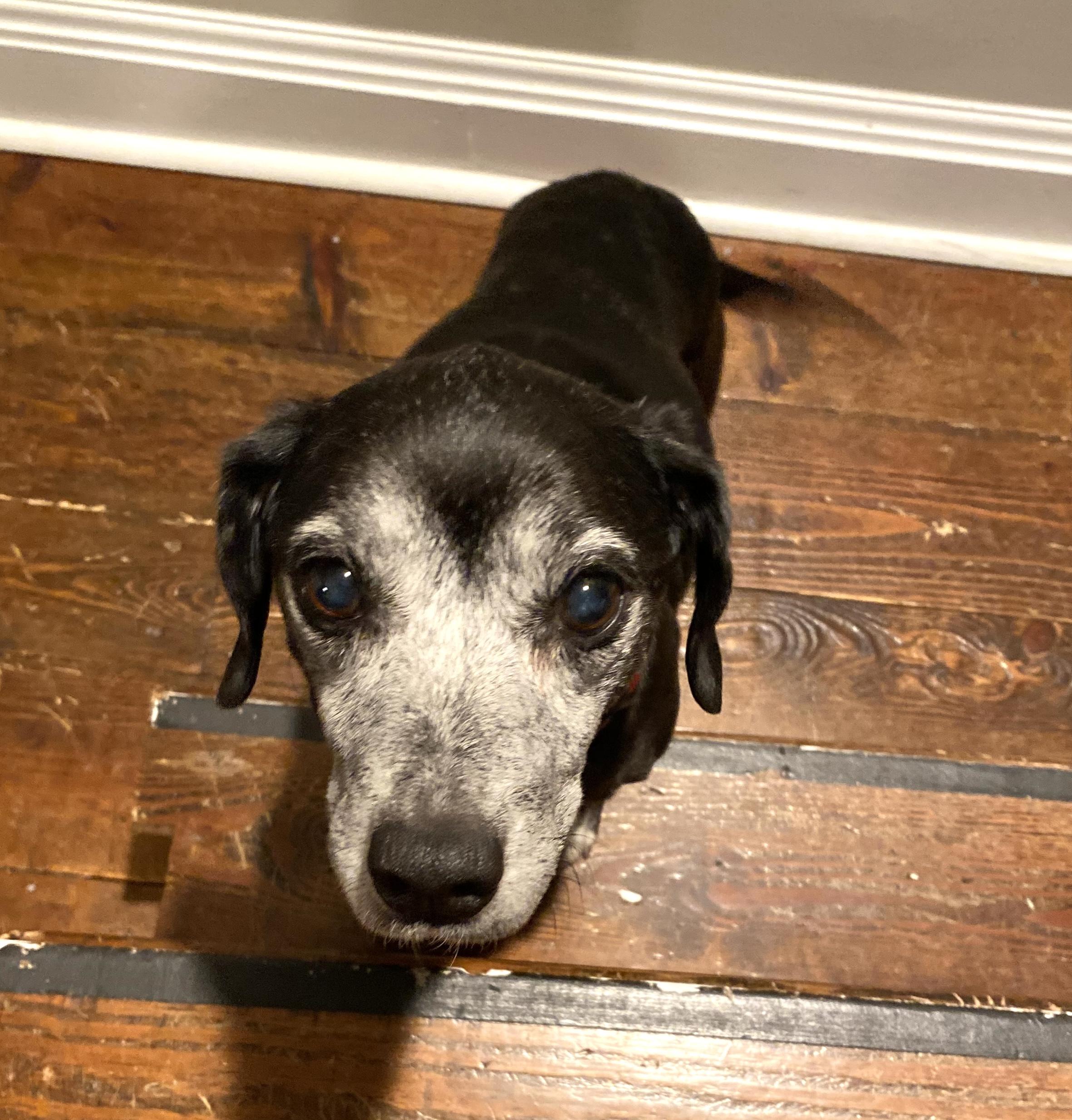 Sophia, a ADOPTABLE mixed breed in Brooklyn, NY image 6/6