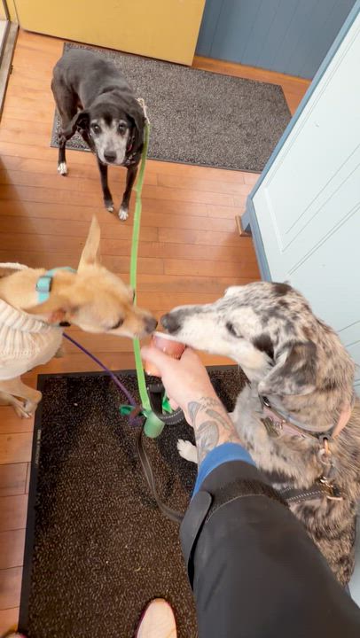 Enlarge Sophia, a ADOPTABLE mixed breed in Brooklyn, NY video 5/6