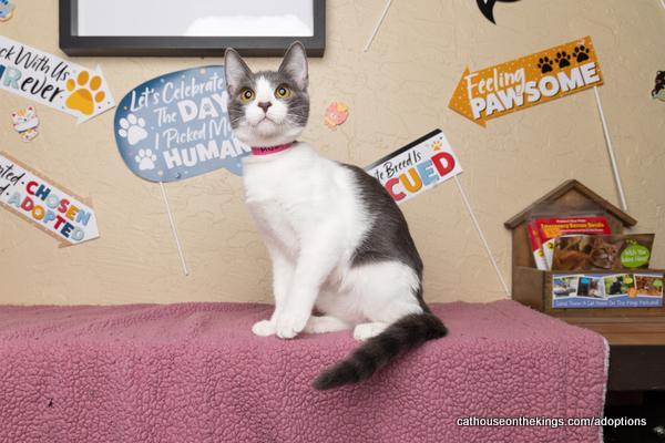 Abby, Adoptable, Young Female Domestic Short Hair.