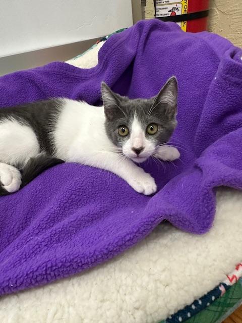 Enlarge Abby, a Adoptable Domestic Short Hair in Parlier, CA image 2/6