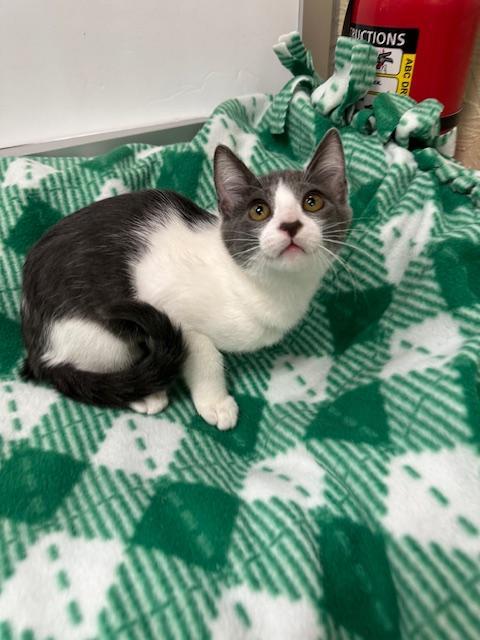 Enlarge Abby, a Adoptable Domestic Short Hair in Parlier, CA image 2/6