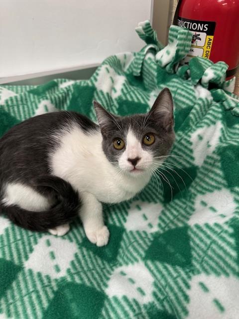 Enlarge Abby, a Adoptable Domestic Short Hair in Parlier, CA image 6/6