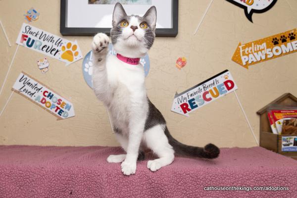 Enlarge Abby, a Adoptable Domestic Short Hair in Parlier, CA image 5/6