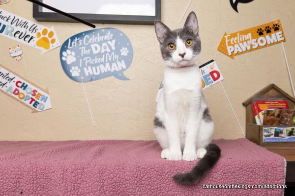 Enlarge Abby, a Adoptable Domestic Short Hair in Parlier, CA image 6/6