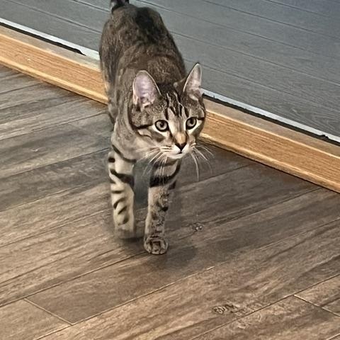 Zora, a Adoptable Domestic Short Hair in Rochester, MA image 4/4