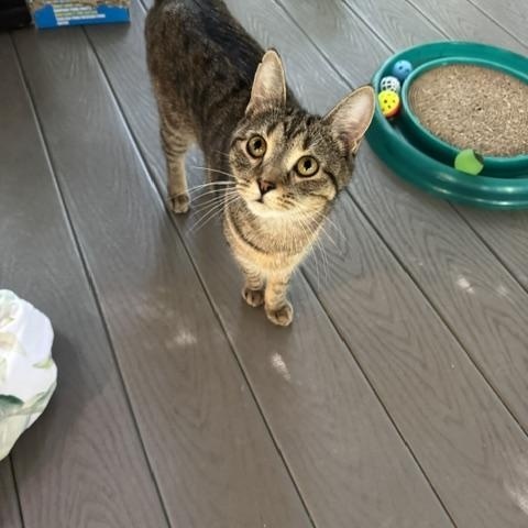 Zora, a Adoptable Domestic Short Hair in Rochester, MA image 1/4