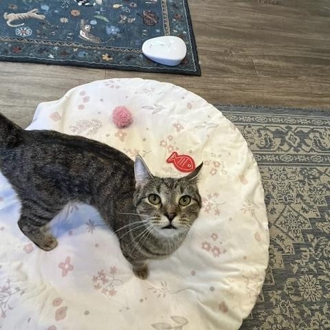 Zora, a Adoptable Domestic Short Hair in Rochester, MA image 2/4