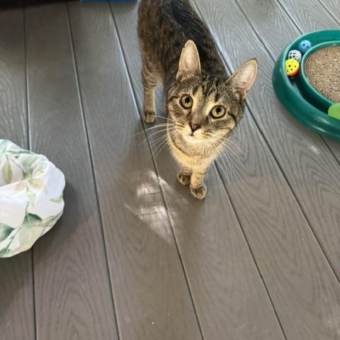 Zora, a Adoptable Domestic Short Hair in Rochester, MA image 3/4